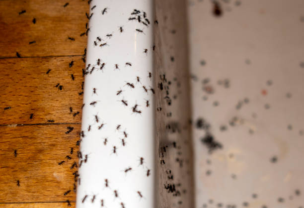 Best Cockroach Control Services  in Galesburg, IL