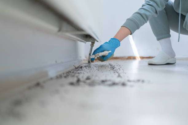 Best Rat Extermination Near Me  in Galesburg, IL